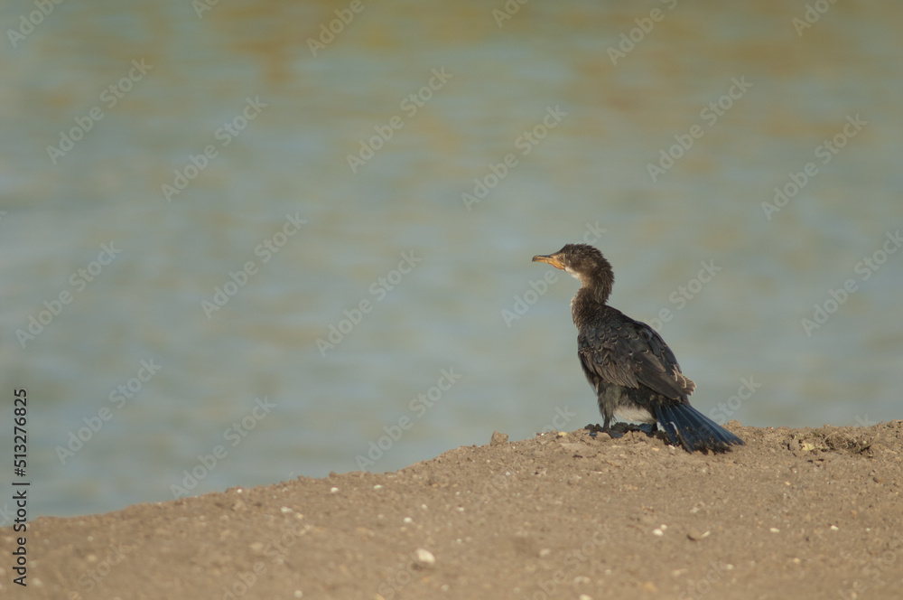 Reed cormorant Microcarbo africanus. Oiseaux du Djoudj National Park. Saint-Louis. Senegal. Reed cormorant Microcarbo africanus. Oiseaux du Djoudj National Park. Saint-Louis. Senegal.