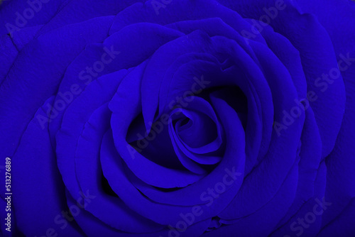Flower of a blue rose close-up macro shot in the background of a rose petals texture