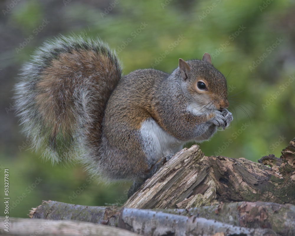 Eastern gray squirrel on an old logpile. Eastern gray squirrel on an old logpile.