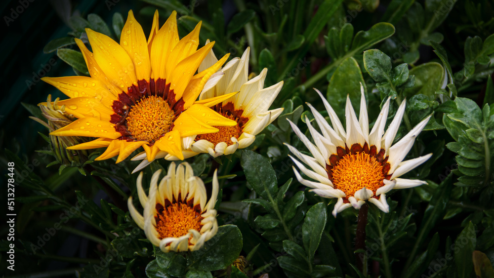 African Daisies Flower Gazanias blooming African Daisies Flower Gazanias blooming