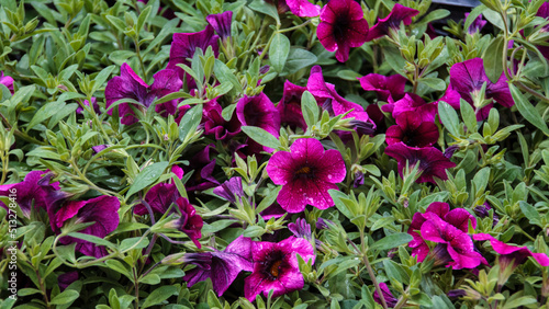 Petunia flower is blooming in the flower garden