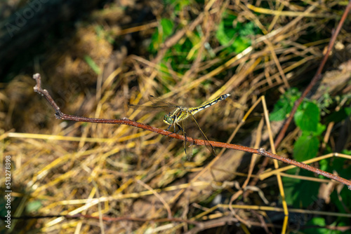 Dragonfly. Beautiful dragonfly in the nature habitat. The dragonfly is hunting. Macro shots of a dragonfly.