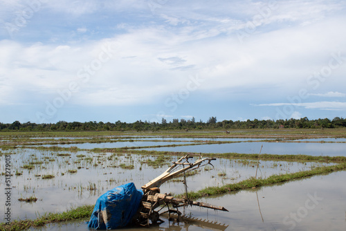 Fotografi A rice field hijacker in the middle of the rice field
