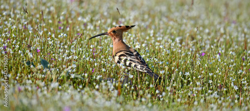 Eurasian hoopoe // Wiedehopf (Upupa epops)
