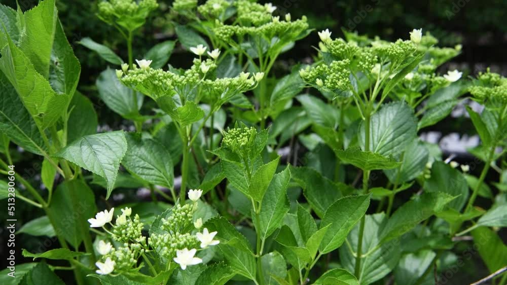 咲き始めの紫陽花 咲き始めの紫陽花