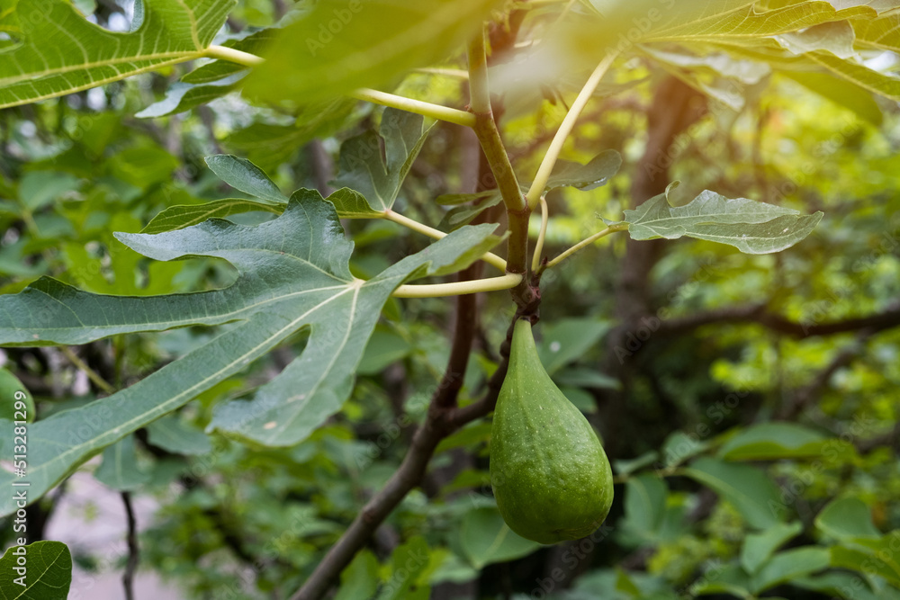 A closeup shot of unripe fig hanging from a branch of a fig tree in the garden A closeup shot of unripe fig hanging from a branch of a fig tree in the garden
