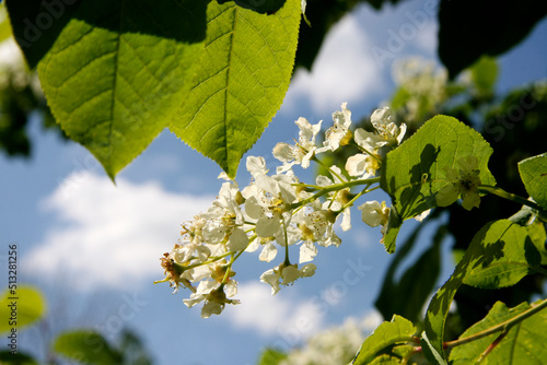 Blooming branch of bird cherry 