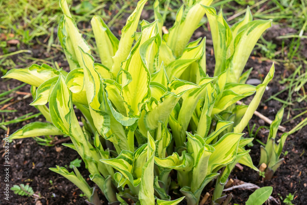 Leaves of a yellow hosta bush with a green border, a perennial ornamental plant. Leaves of a yellow hosta bush with a green border, a perennial ornamental plant.