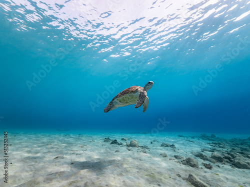 Seascape with Green Sea Turtle in the Caribbean Sea around Curacao © NaturePicsFilms
