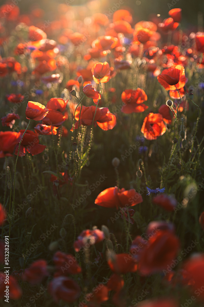 Obraz premium Bright sunrise in the poppy field. Red poppies in the light of the setting sun. Rays of setting sun on a poppy field in summer. Rising sun over the red poppy field in summer. Breathtaking landscape.