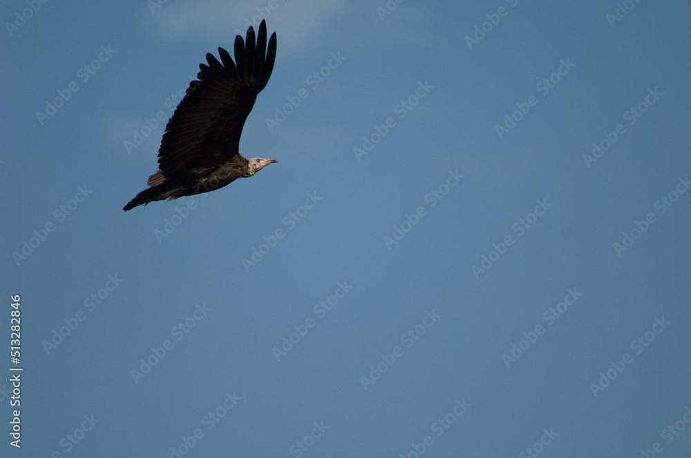 Naklejka premium Hooded vulture Necrosyrtes monachus in flight. Niokolo Koba National Park. Tambacounda. Senegal.