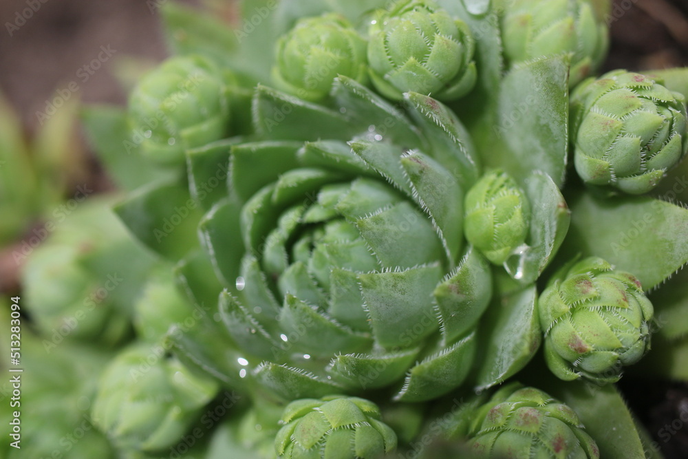 Fototapeta premium sempervivum, flowe, plant, yellow, succulent