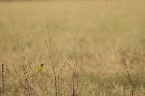 Red-throated bee-eater Merops bulocki calling. Niokolo Koba National Park. Tambacounda. Senegal. photo