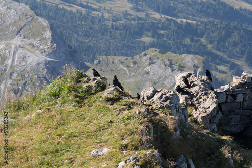 Alpine choughs on a mountain rock in a sunny day, Dolomites, Italian Alps. photo