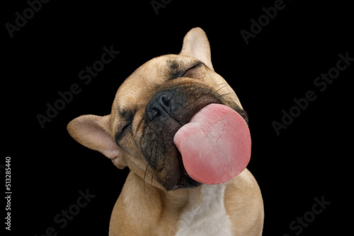 Funny portrait of French bulldog licking screen with enjoyment on isolated black background, front view