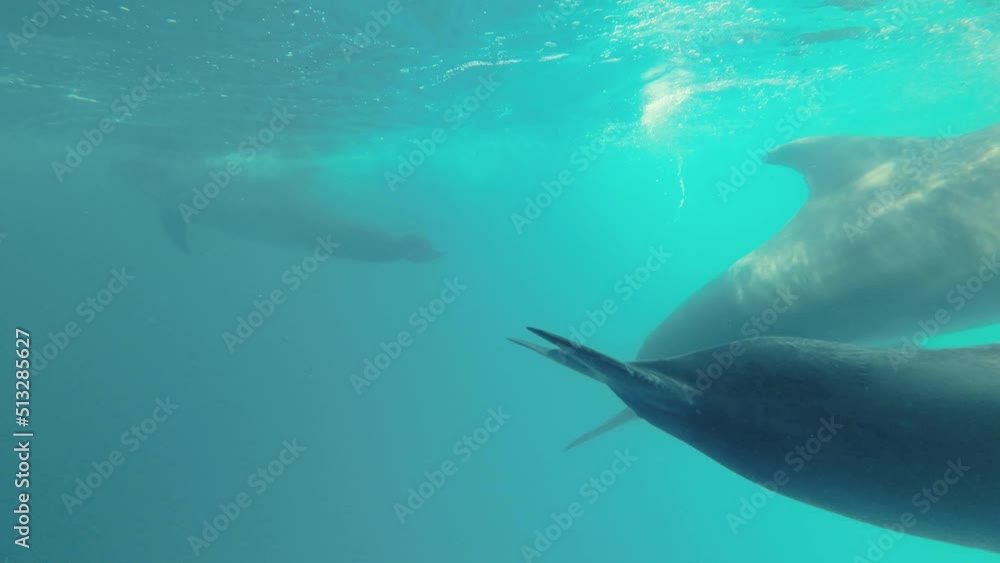 Group of dolphins play in the waves under the surface of the blue water. Close-up of Bottlenose Dolphins swim in the blue water Group of dolphins play in the waves under the surface of the blue water. Close-up of Bottlenose Dolphins swim in the blue water