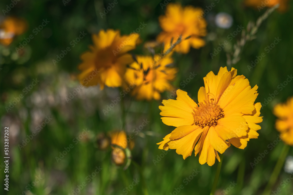Bright yellow lance-leaved coreopsis flower in the garden in sun light. Bright yellow lance-leaved coreopsis flower in the garden in sun light.