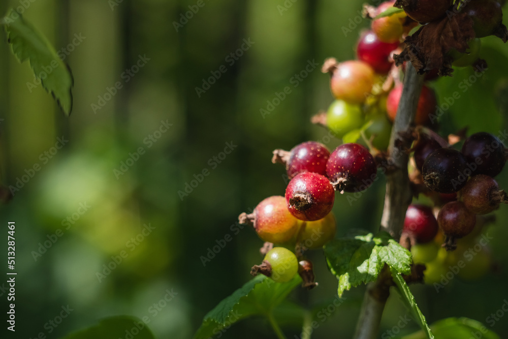 Brabch of black currant in the garden on a blurred background.