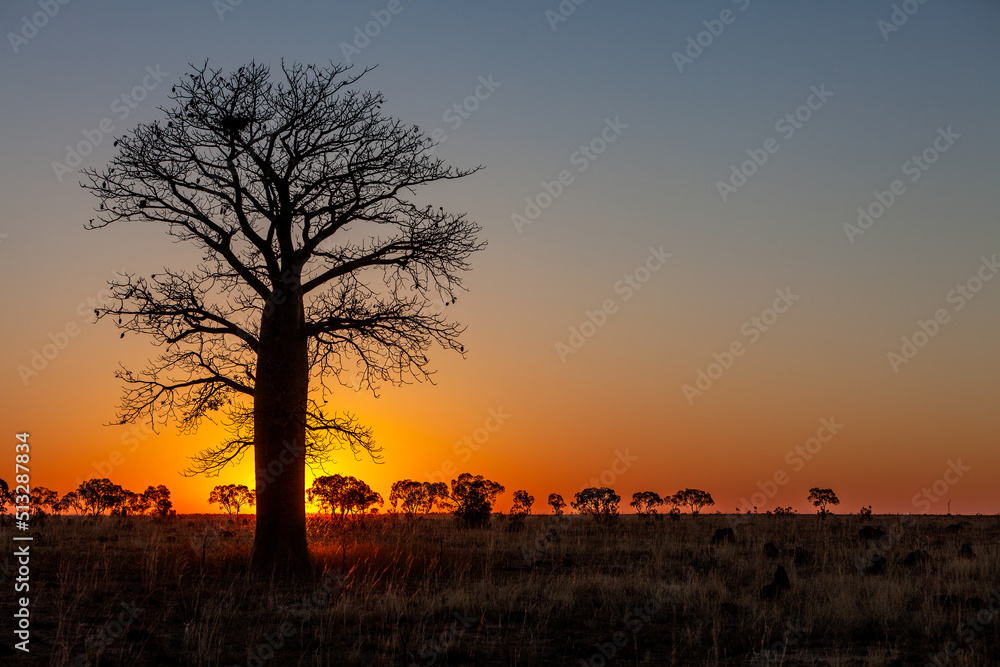 Boab Tree sunset in the Kimberley Western Australia
