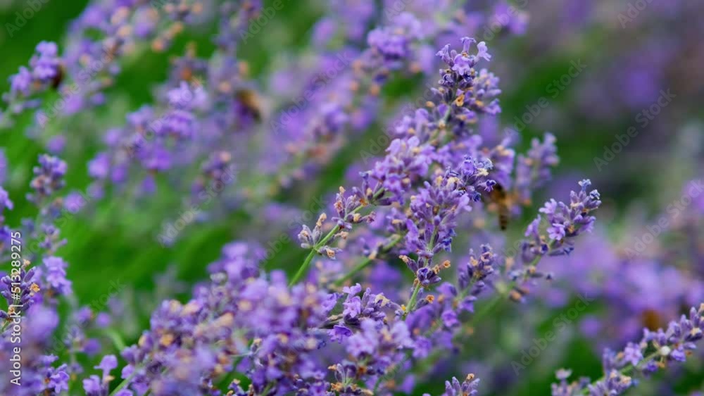 Honey Bee on Lavender. Honeybee working on Growing Lavender Flowers field closeup. Macro. Slow motion. Blooming Violet fragrant lavender flowers on a field, close up. 4K UHD video Honey Bee on Lavender. Honeybee working on Growing Lavender Flowers field closeup. Macro. Slow motion. Blooming Violet fragrant lavender flowers on a field, close up. 4K UHD video