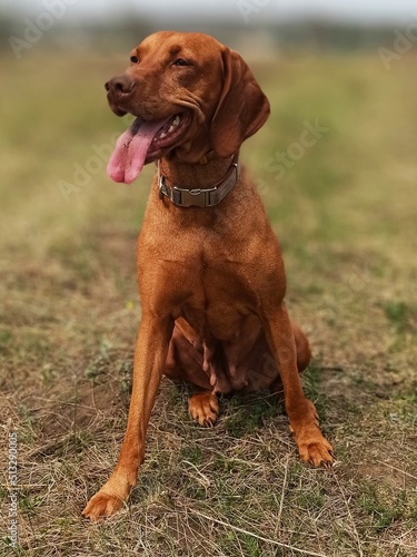 magyar vizsla-hunting dog breed.