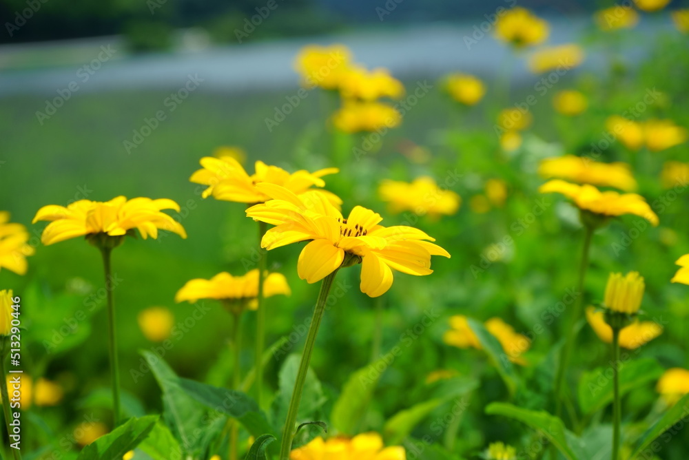 Obraz premium of plants that bloom during the summer 