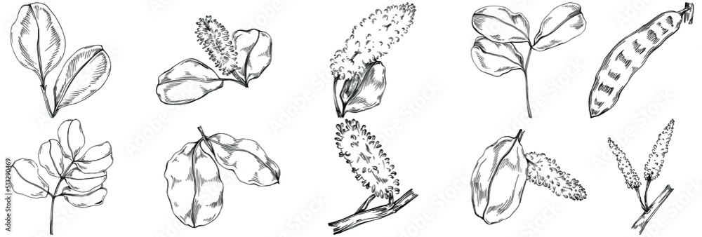Carob sketch drawing illustration. Carob tree nature engraved style illustration. Detailed plants product. The best for design logo, menu, label, icon, stamp.