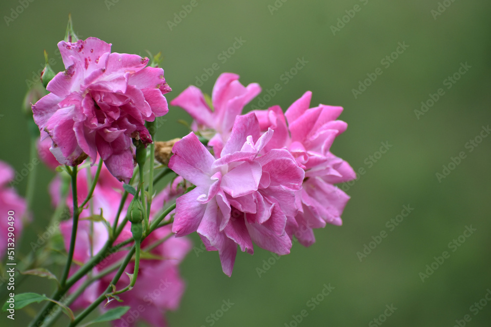Fototapeta premium close up of a pink rose flower