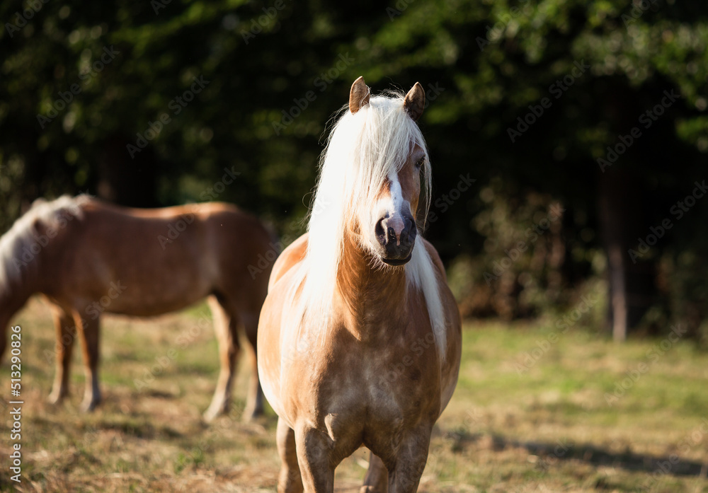 Fototapeta premium Pferd