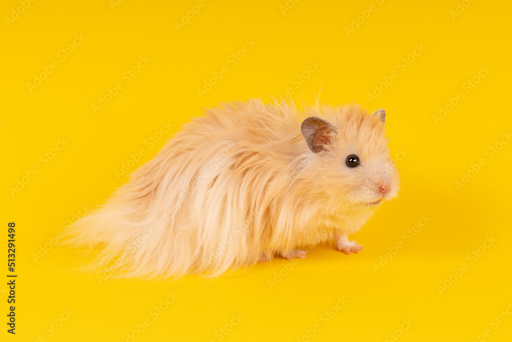 long-haired angora hamster on a yellow background. animal rodent