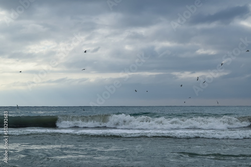 seagulls on the beach