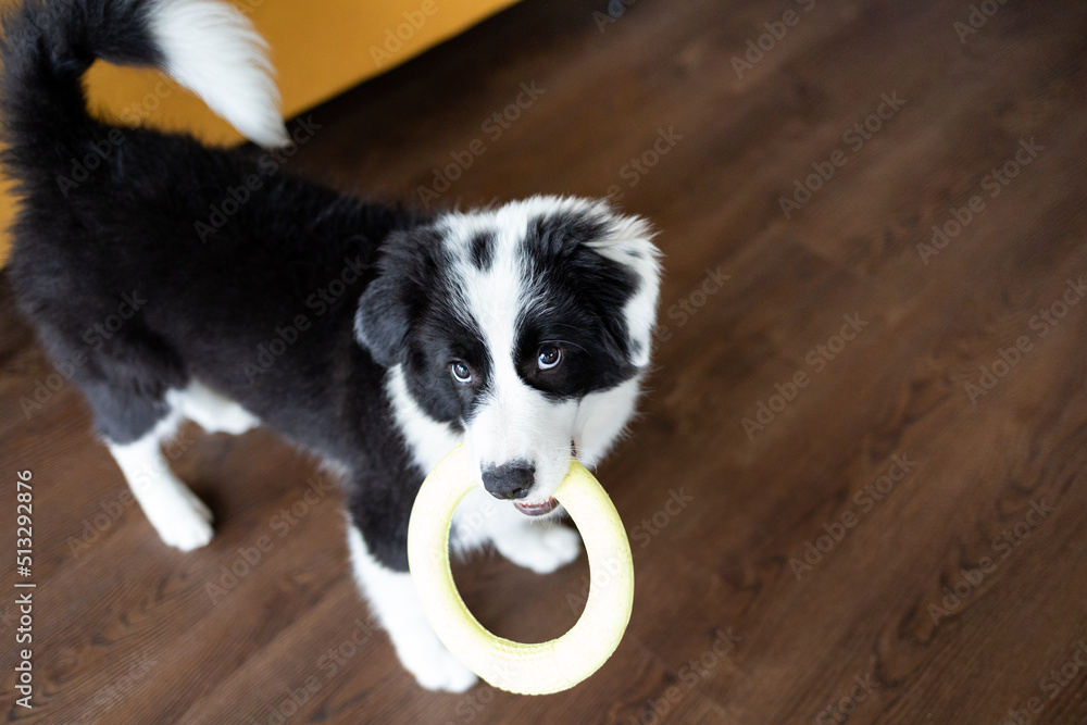 Adorable puppy dog with his toy want to play Adorable puppy dog with his toy want to play