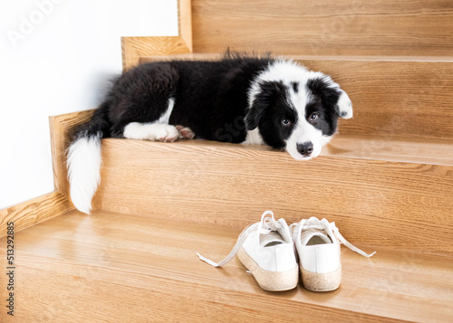 Cute border collie dog with shoes waiting for a walk © leszekglasner