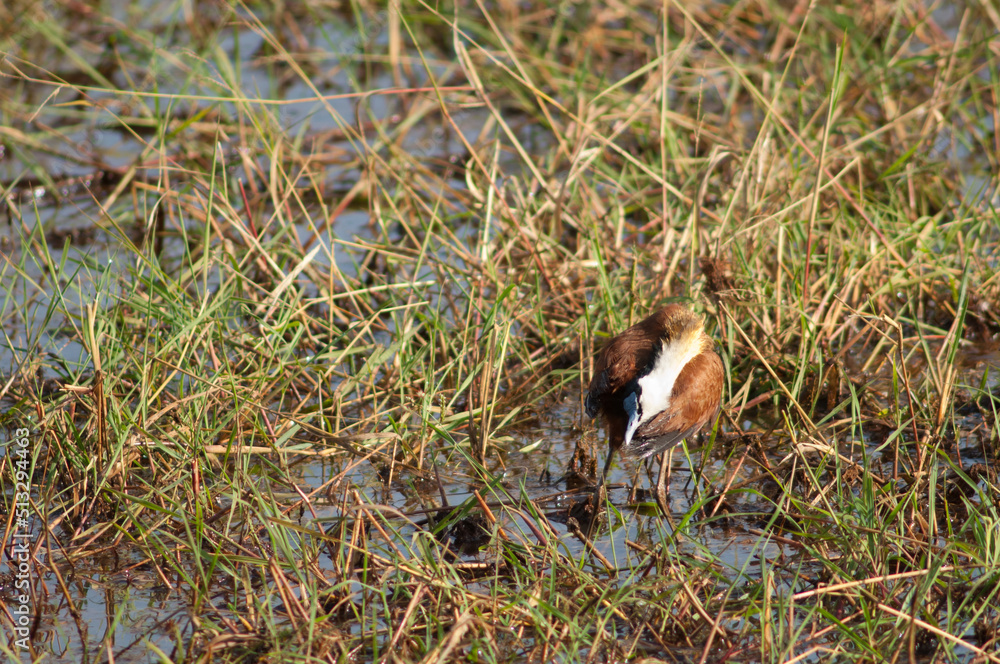 Obraz premium African jacana Actophilornis africanus preening. Niokolo Koba National Park. Tambacounda. Senegal.