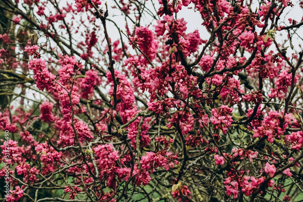 pink flowers on the tree