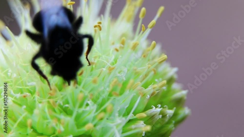 Bumblebee collects nectar on flowers. Bumblebee in the garden. Blooming flowers and bees collect pollen.