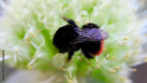 Bumblebee collects nectar on flowers. Bumblebee in the garden. Blooming flowers and bees collect pollen.