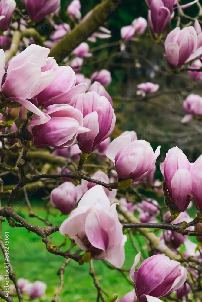 pink magnolia. bloom. pink magnolia. bloom.