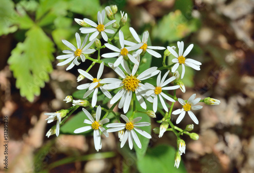 White wildflofers (Doellingeria scarba) photo