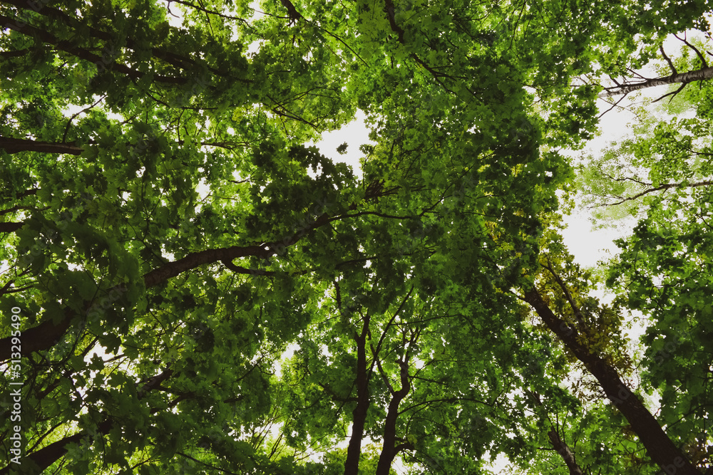 leaves in the sun