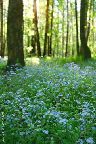 green forest with wild blue flowers close up, abstract natural background. Forget me not flowers on forest glade. Beautiful atmosphere harmony landscape. spring summer season. relax, harmony mood.