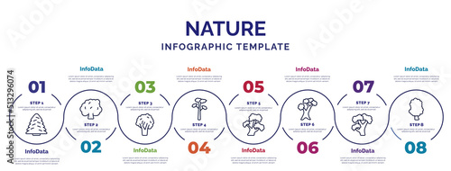 infographic template with icons and 8 options or steps. infographic for nature concept. included white spruce tree, black walnut tree, pitch pine tree, bitternut hickory scarlet oak pignut hickory