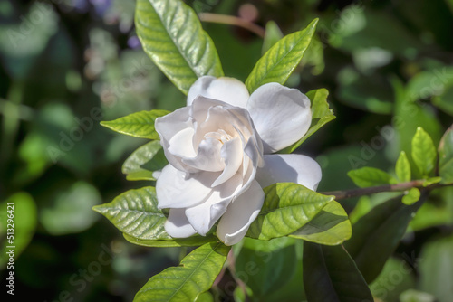 White Gardenia jasminoides flower with a strong perfume scent in a sub tropical garden photo