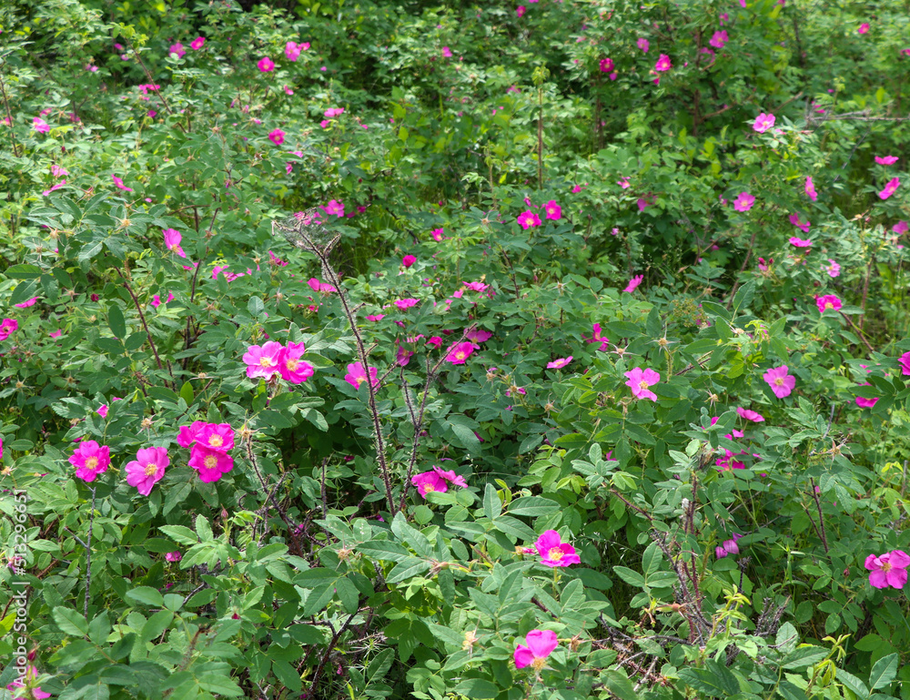 nature on a sunny summer day for background