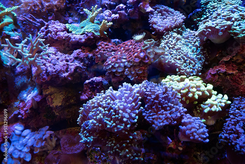 Tropical reef coral underwater with a variety of colourful sea anenomes.
