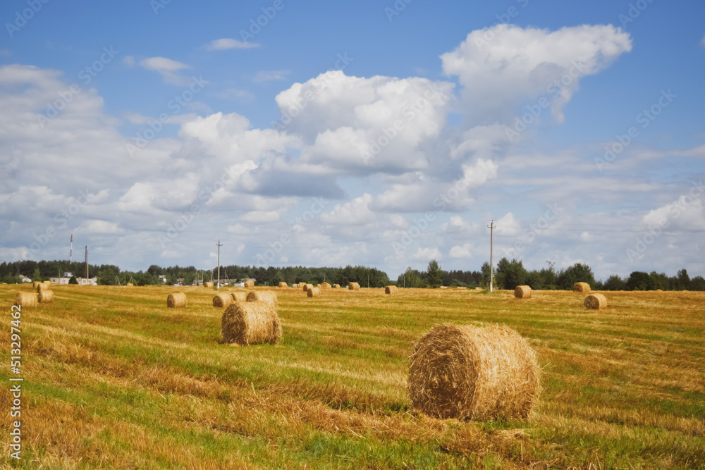 Fototapeta premium hay bales in the field