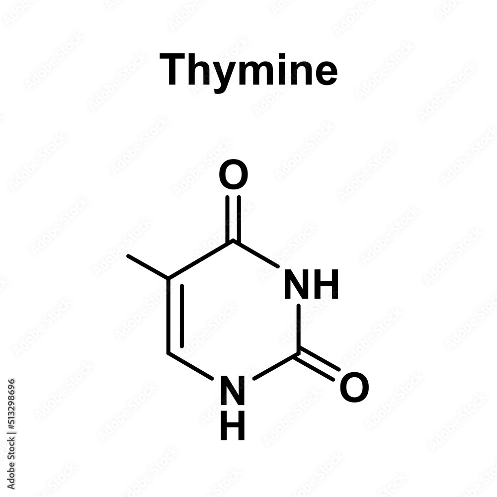 Chemical Illustration of Thymine Molecule. Vector Illustration.