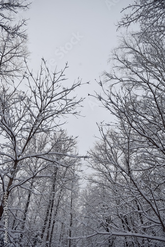 snow covered trees