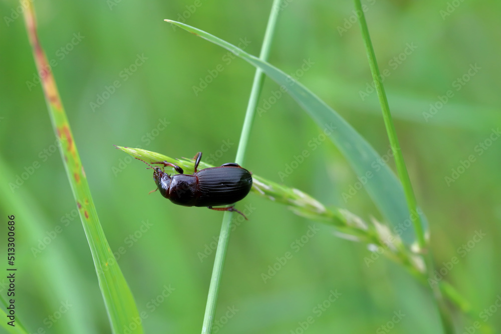 Beetle of corn ground beetle Zabrus tenebrioides eat grass seed, a