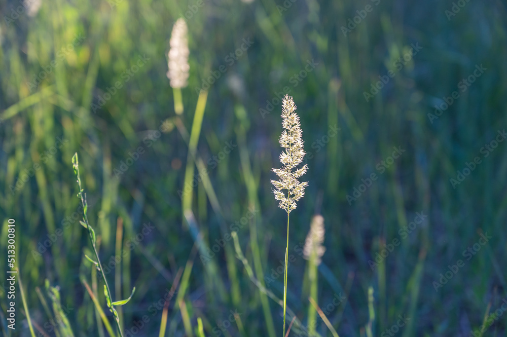Yellow ears of wild grasses in the summer pasture. Green grasses in the first morning sunlight. Natural background. Copy space for text and design elements. Close-up. Selective focus. Yellow ears of wild grasses in the summer pasture. Green grasses in the first morning sunlight. Natural background. Copy space for text and design elements. Close-up. Selective focus.